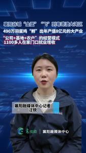 襄阳谷城490万羽蛋鸡“孵”出年产值8亿元的大产业
