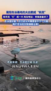 襄阳冬泳基地的大白鹅成“新宠”