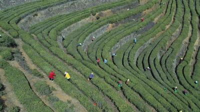 视频︱雾云山茶业：发展高山有机茶 带动乡村振兴