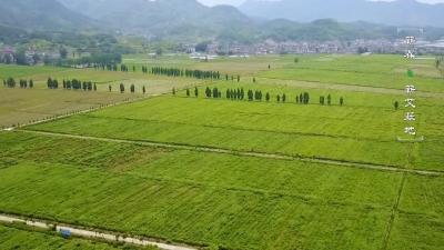 视频｜政协提案助力蕲艾产业降本增效