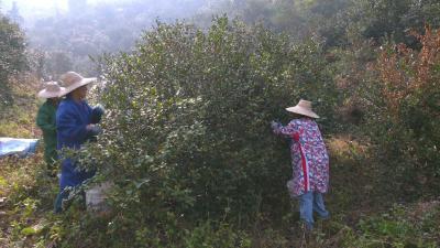 油茶丰产丰收