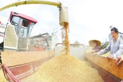 湖北夏粮质量稳中向好 小麦收购价格成为全国麦价“风向标”