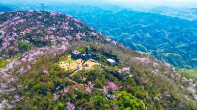 咸宁：“春日经济”热力十足 ，农旅融合“有里有面”