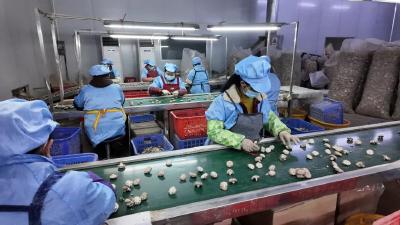 1亿棒香菇撬动12亿产值！随县殷店镇“点菇成金”的乡村振兴样本