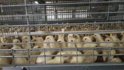 麻城农业领域：强基固本全力推进四大工程 奋战项目建设年