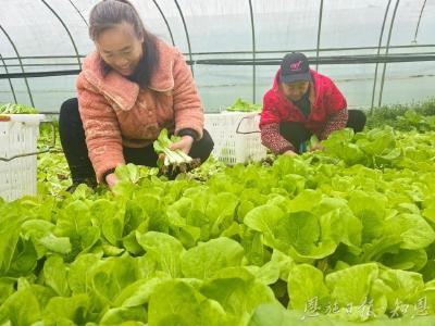 从94万元到1028万元的飞跃——恩施市七里坪街道创新壮大村集体经济观察