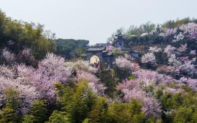 春花烂漫，美景如画！都市圈唱响“赏花经济”