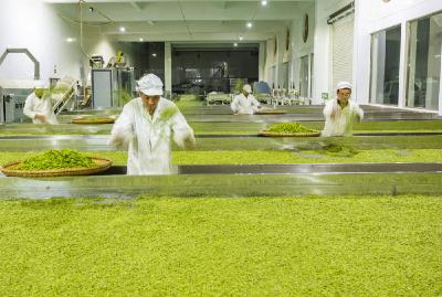 丝绵茶香促振兴——湖北秭归茶产业高质量发展见闻