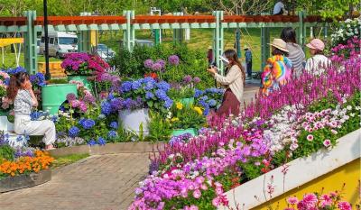 一园览尽90个花园，600余种月季争艳！武汉世界花园大会启幕