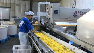 罗田板栗丰收季 | 罗田板栗“热乎”上市 企业生产销售“两忙”