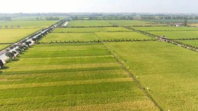 荆州 “一粒米” 的千年蝶变！