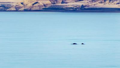豚跃江天菜乘风——看鄂州市杨叶镇绿色发展蝶变