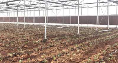 石佛寺镇：246亩大棚育出“航天番茄” 年产值将达1.2亿元