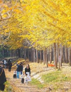 秋日氛围感，从家门口席地而坐开始