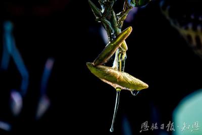 绿水青山育珍馐 ——利川莼菜的生态重生与富民路
