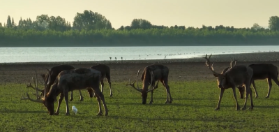 长江珍稀物种的生命回响