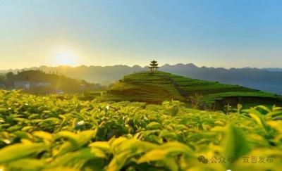 23万亩茶园50亿元产值，宣恩茶成为增收致富的好产业