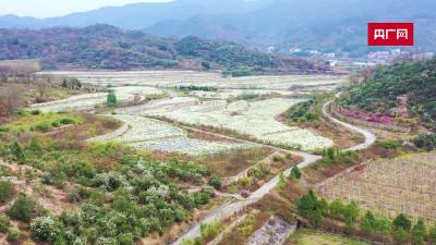 田园新曲｜菊香漫山 产业生金