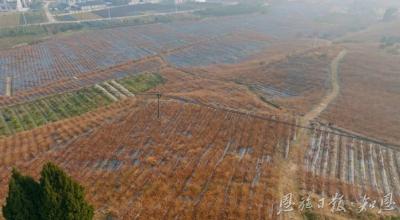 来凤县翔凤镇的藤茶富民经——荒山披绿 藤上生“金”