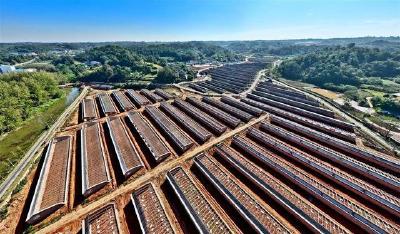 青年主播、“鸵鸟司令”、返乡会计……  看年轻人如何“唤醒”乡村