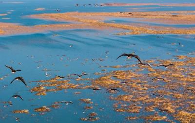 为什么保护好洪湖是政治问题