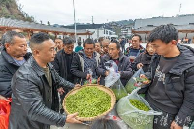 绿叶跨越山海 侗乡茶香天下——恩施市芭蕉侗族乡全力推进“名优茶出省、大宗茶出海”战略