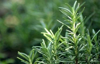 孝昌小河:国庆村里"地生金",迷迭香飘致富路