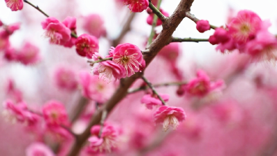 “梅”景三上央视！孝昌这片花海美出圈！