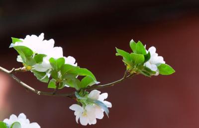 人间四月天，来了～