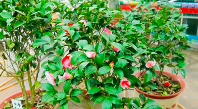 “绿色工匠”石进华 | 小小农家庭院 “装满”幸福生活