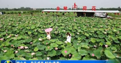 陡山乡：荷花盛开 好运“莲莲”