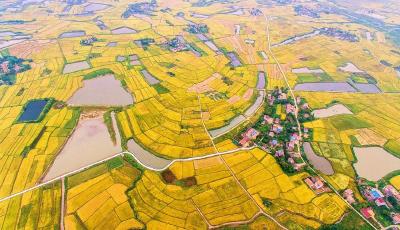 孝昌花西：中稻金黄正丰收  开启秋收“第一镰”
