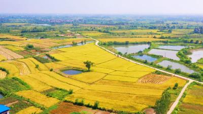 孝昌：电力“红”助力秋收“黄”