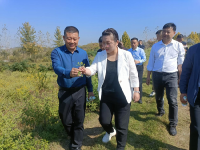发电种菊两相宜 孝昌花西拟建“农光互补”野菊花种植基地