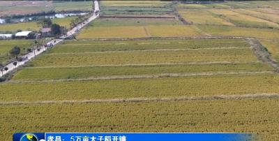 孝昌：5万亩太子稻开镰