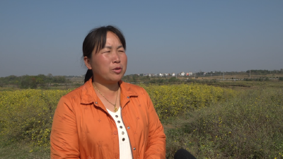 孝昌季店：小小野菊花 致富“黄金叶” 