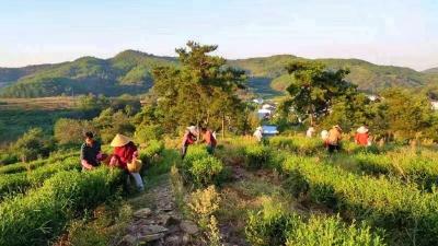 孝昌小悟：茶叶管护正当时 丰收致富有盼头