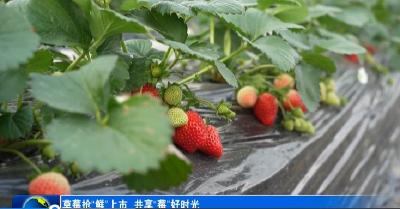 草莓抢“鲜”上市 共享“莓”好时光