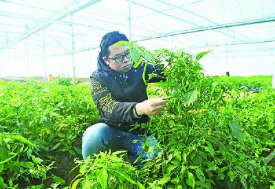 孝昌王店：特色农业促农增收