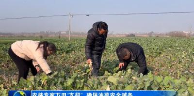 农技专家下田“支招” 确保油菜安全越冬