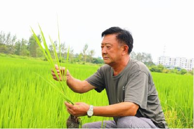 ​稻田守望者——孝昌县基层农技员刘春德