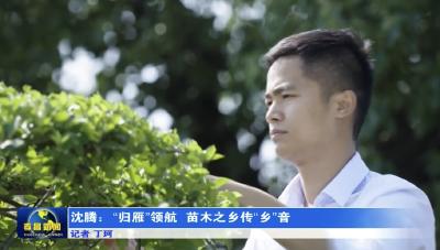 沈腾：“归雁”领航 苗木之乡传“乡”音
