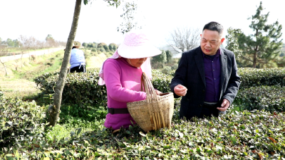 孝昌：10万亩茶园管护忙 专家“把脉”送良方