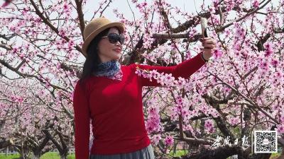 来这里，与桃花“约会”！