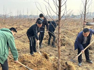 孝昌县统计局开展义务植树活动