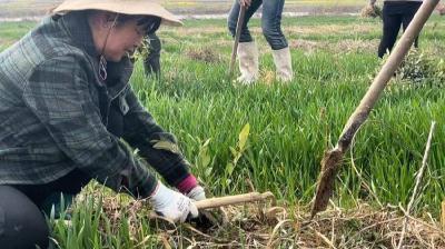 孝昌白沙镇：茶树栽种为乡村振兴“添绿增金”