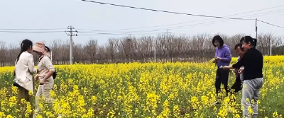 孝昌邹岗：油菜花开春意满满