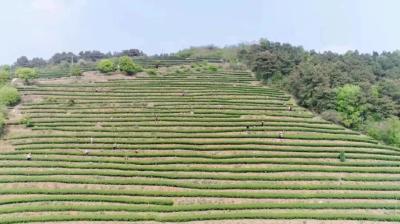 春潮涌动 | 孝昌观音湖区：抢抓新机遇 再踏新征程 接续努力建设宜居宜游宜业秀美观音湖