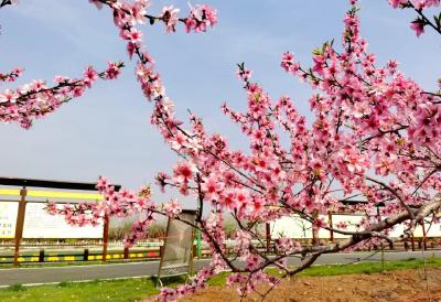 赏十里桃花，游孝道之乡！孝感市孝文化旅游节暨孝昌县第四届桃花节即将开幕！