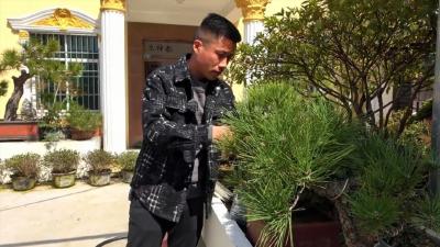 孝昌：小苗木做“造型” 提颜值增产值